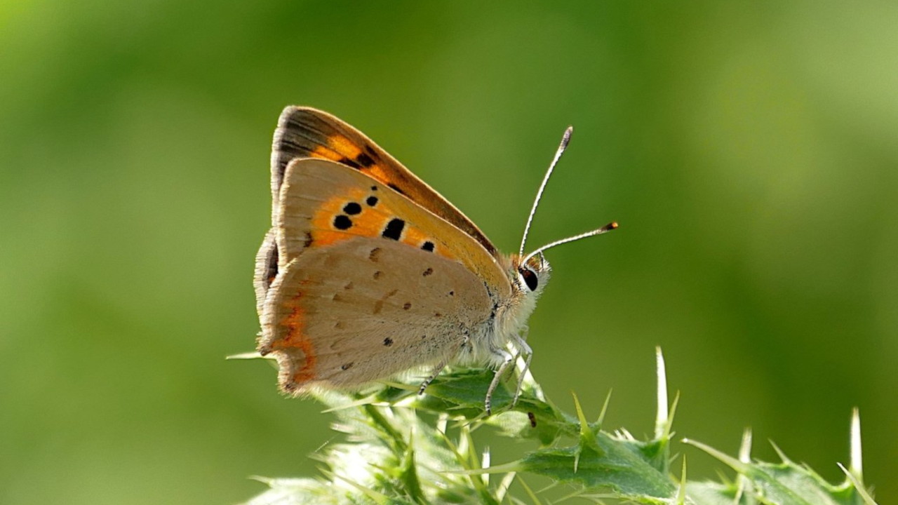 Butterfly and moth surveys