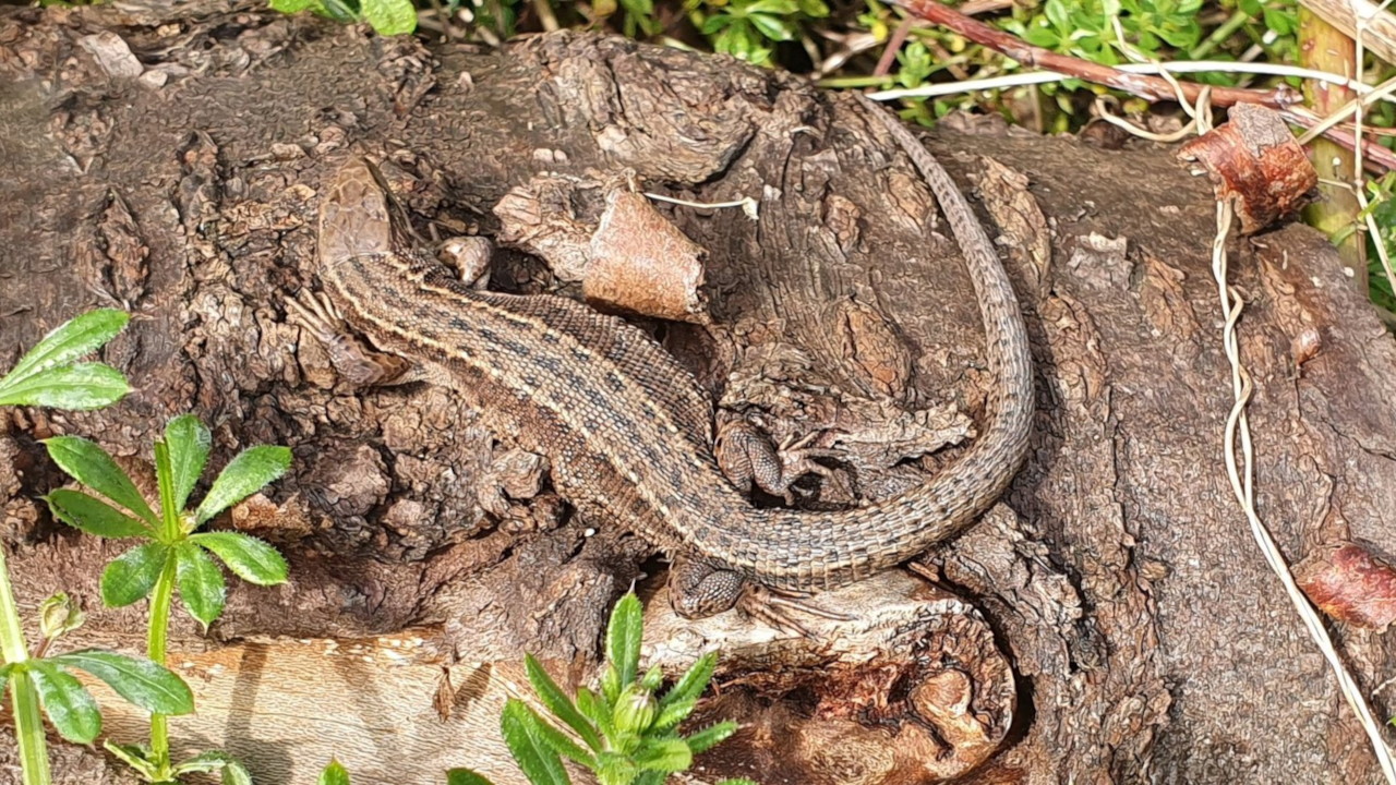 Reptile surveys